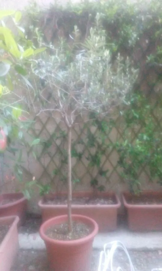 מילאנו Central Apartment With Garden